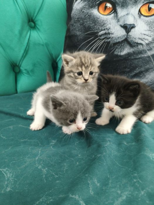 Британские котята