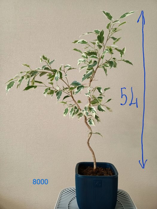 Фикус Бенджамина