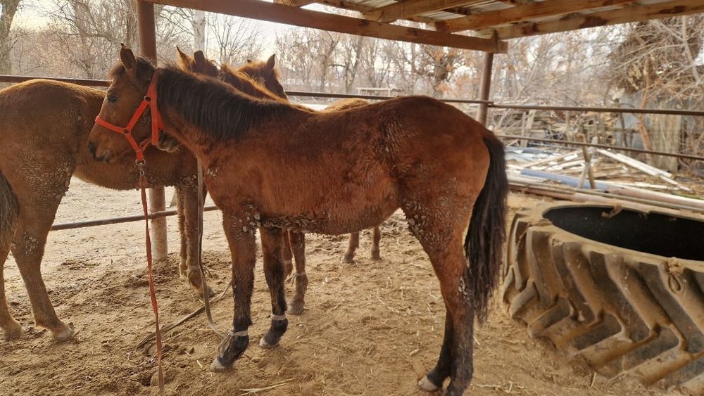 Ірі ұрғашы тайлар