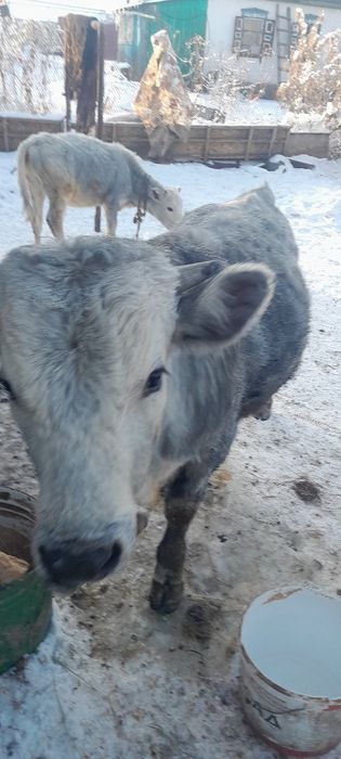 Продам телят и быков