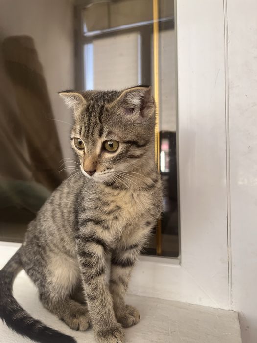 Отдам котёнка в добрые  руки!