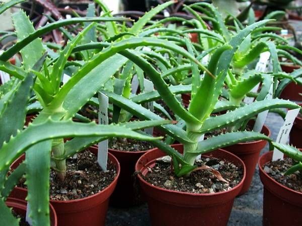 Алоэ лечебное продам