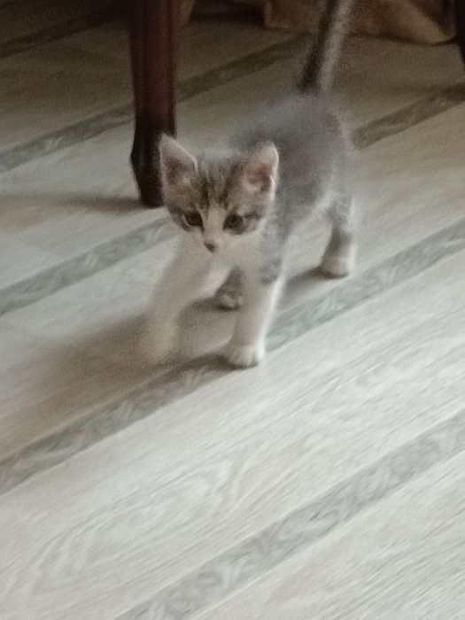 Котёнок мальчик 2026
