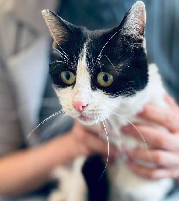 Коте Кари търси дом