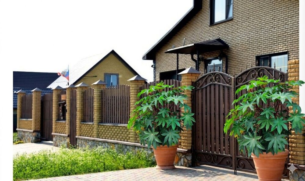Ростки клещевины. Райское дерево,  Пальма.  2000т. Росток.