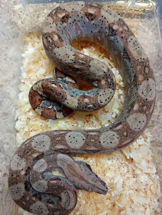 Императорские удавы продажа