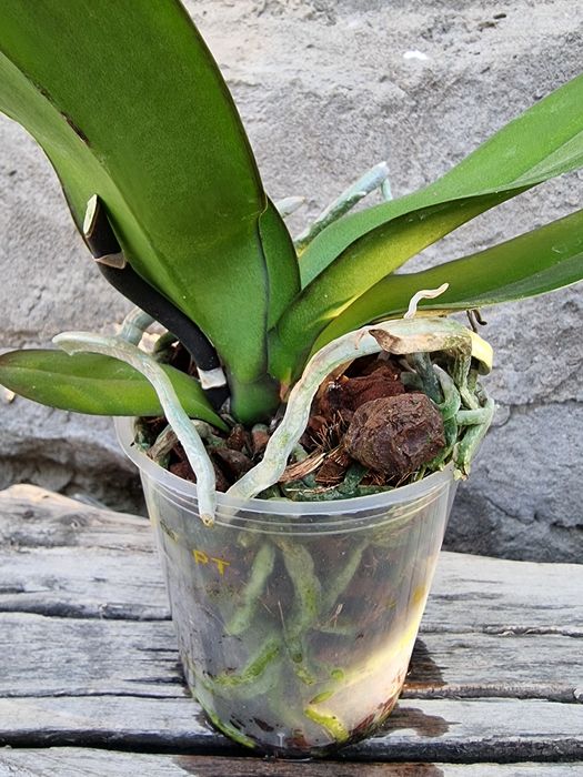 Отцветшие и отцветающие орхидеи (орхидея)