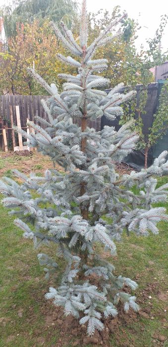 Plante de gradina Tuia Magnolia  Mesteacăn trandafiri Glicina