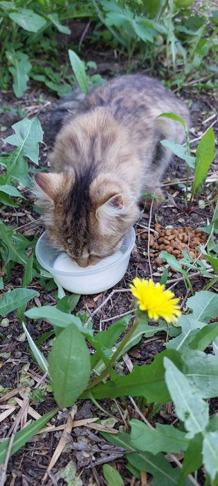 Котёнок подросток