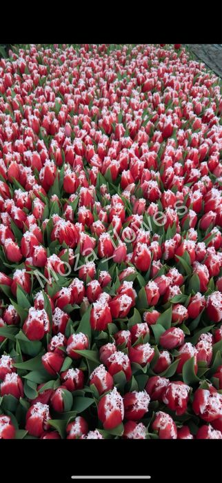 Тюльпаны Белорусские премиум