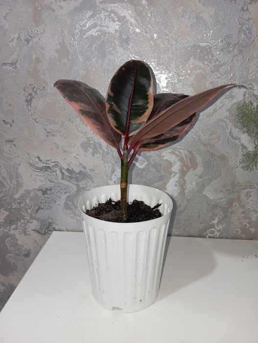 Фикус комнатный цветок