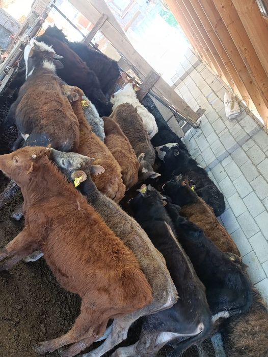 Бузаулар сатылады