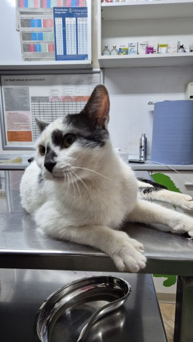 Scandal pisica cauta acasa