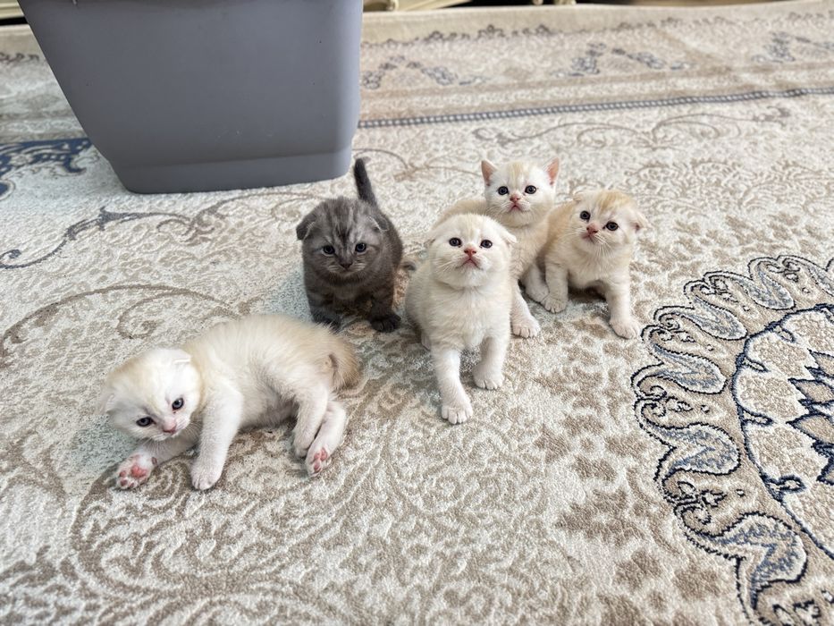 Мушуклар скоттиш фолд