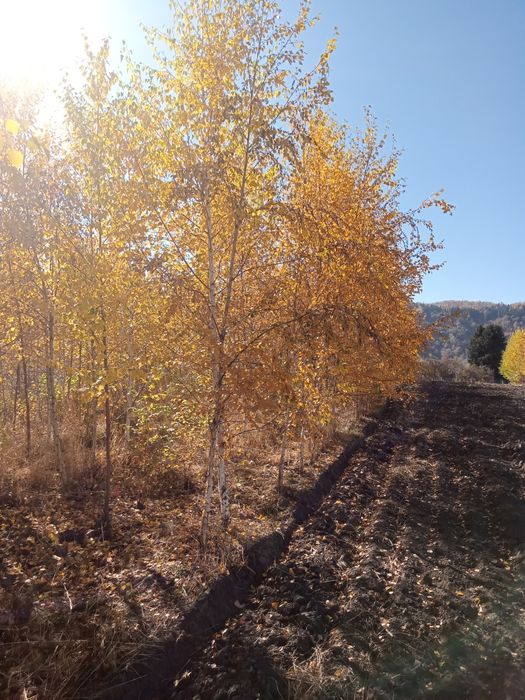 Берёза любых размерах