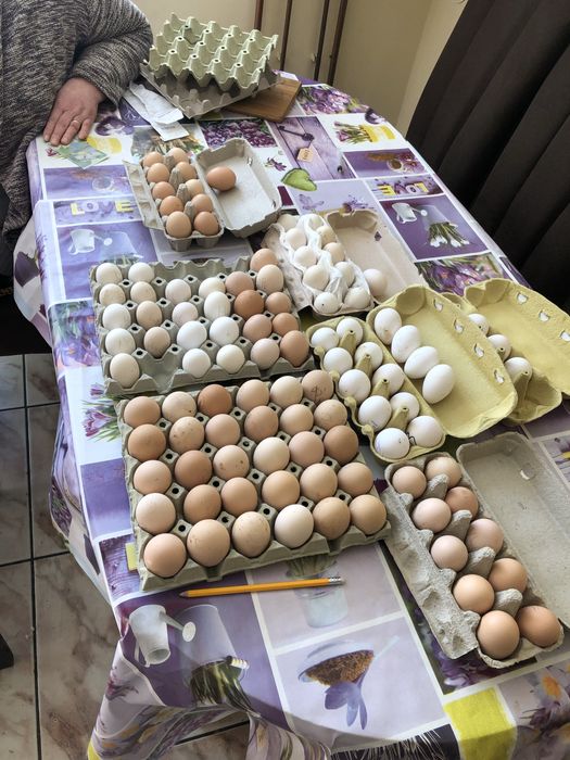 Vand oua din rasele:Brakel argintiu,auriu,lemon si La Bresse.