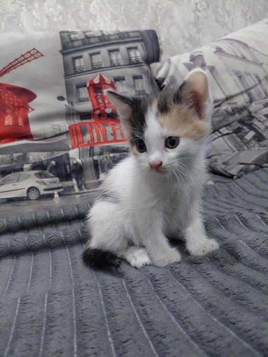 Отдам котят в добрые руки