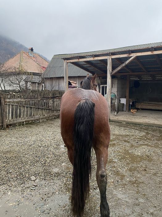 Cal de vanzare de 4 ani