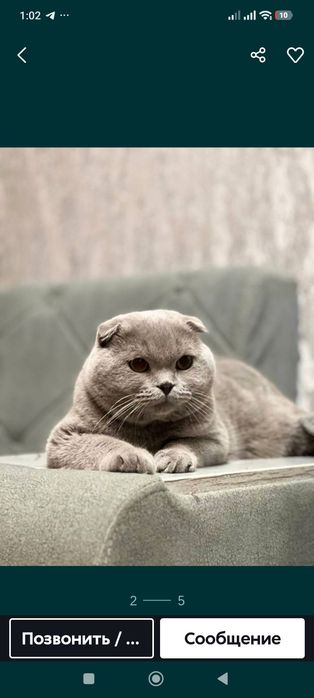 Сотилади Киз мушуклар
