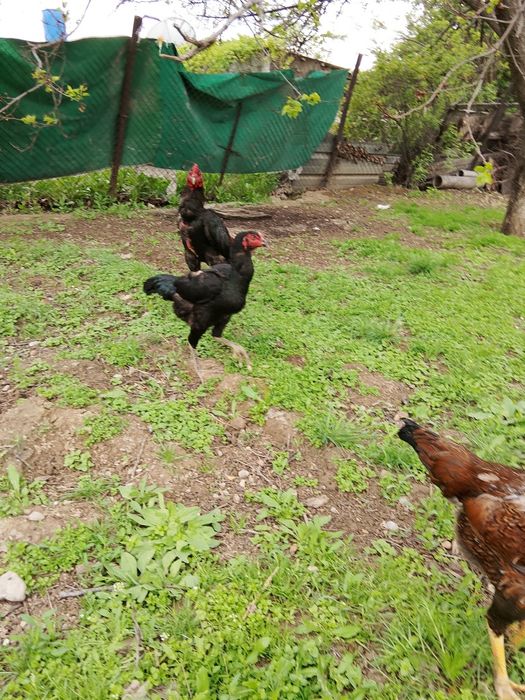 Дакан кораз сатылады