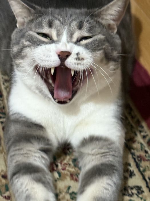 Отдаем кота в добрые руки