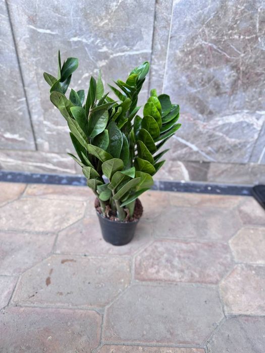 Замиокулькас долларовое дерево