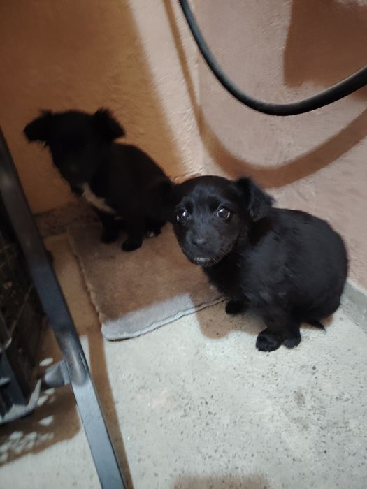 Ребята отдам срочно собачат мальчик и девочка