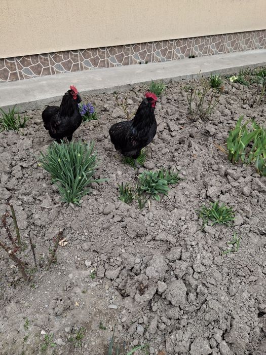 Vând cocoș Araucana