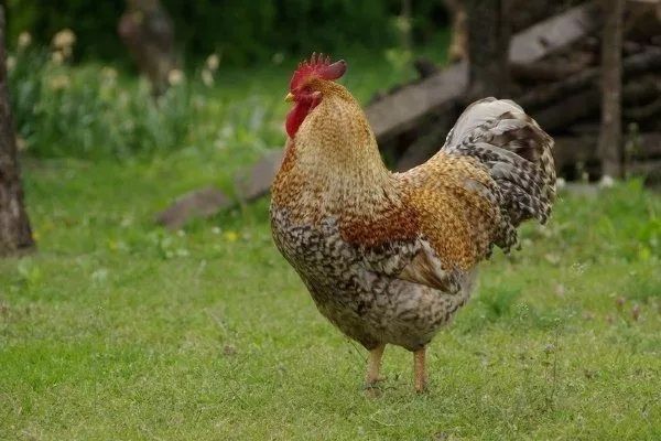 Билфельдер макён сотилади