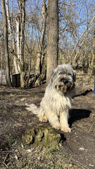 Donez caine cuminte si jucaus.