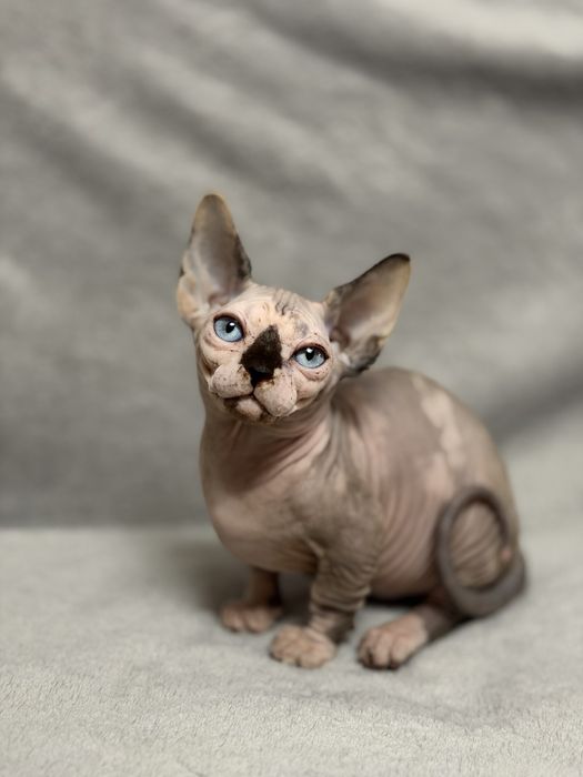 Котенок сфинкс бамбино