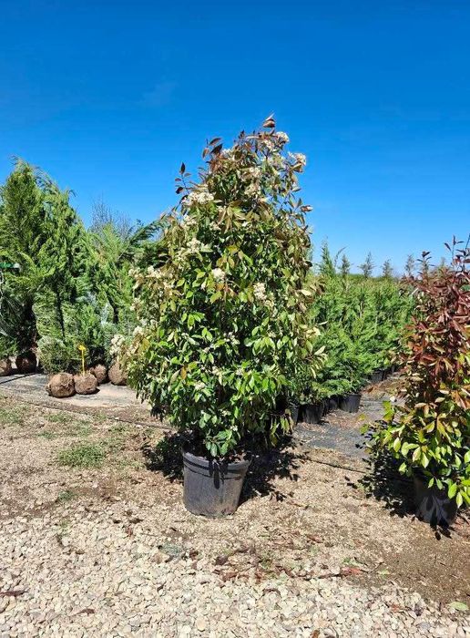 catalpa  bignoiodes arbore de fasole spirala  chiparos  lawson