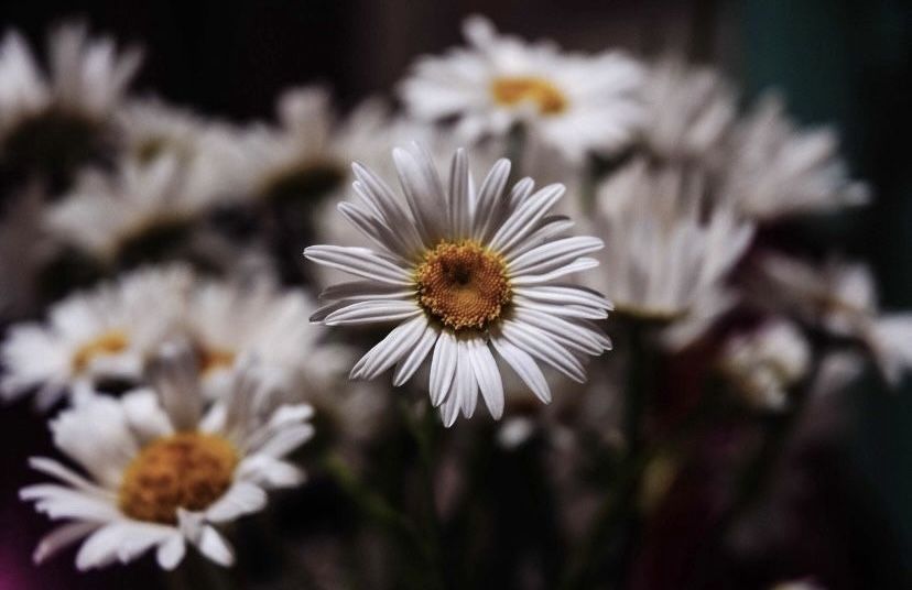 Фотограф от 10.000