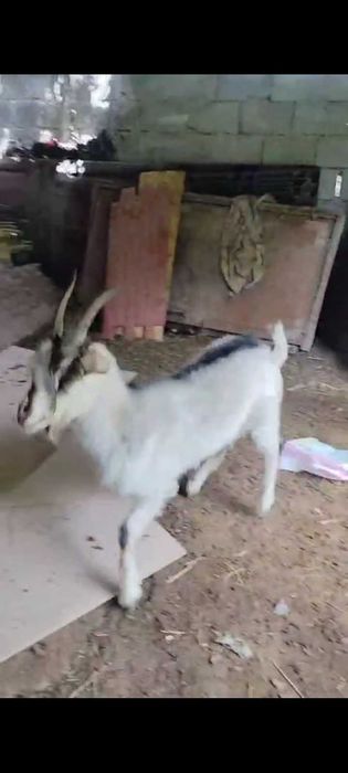 Ешки сатылады жас