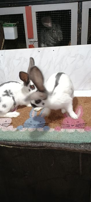 Iepuri fluture german