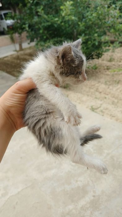 Отдам котят в добрые руки бесплатно