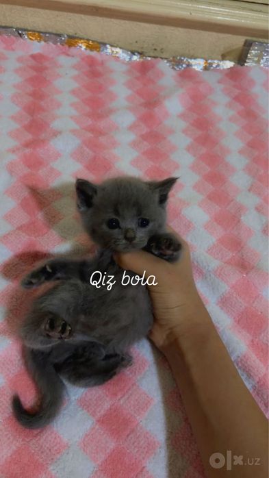 Mushukchalar sotiladi sog’lom va zotli latok biladi 1 oyli