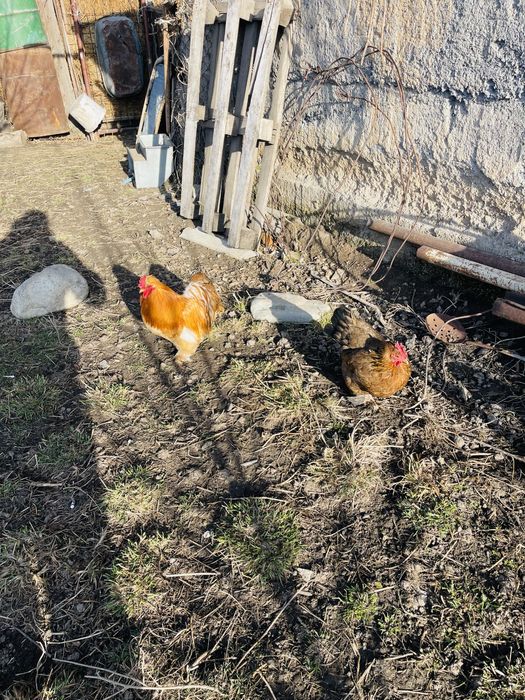 Продам пару карликовых курей