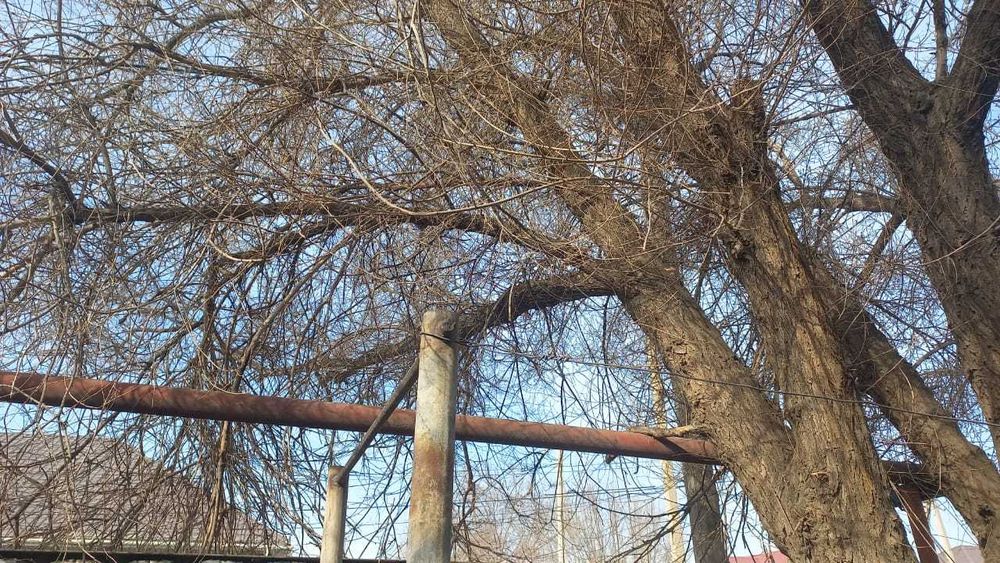 Спил обрезка аварийных леревьев