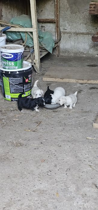 Bichon Talie Mica