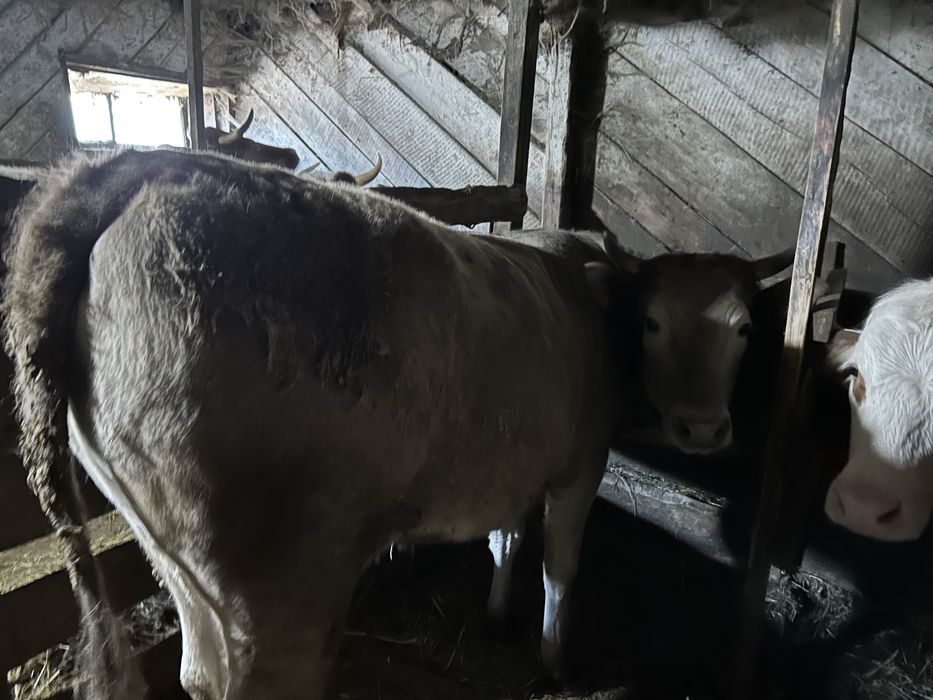 Продам 5 телок 2х летки