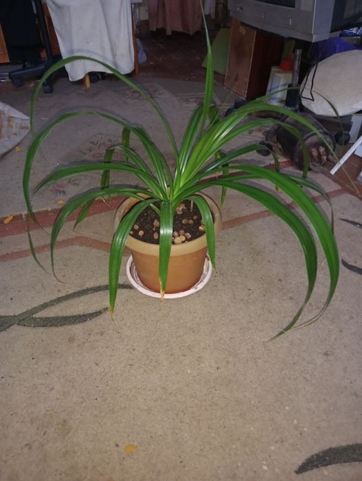Продам комнатное растение.