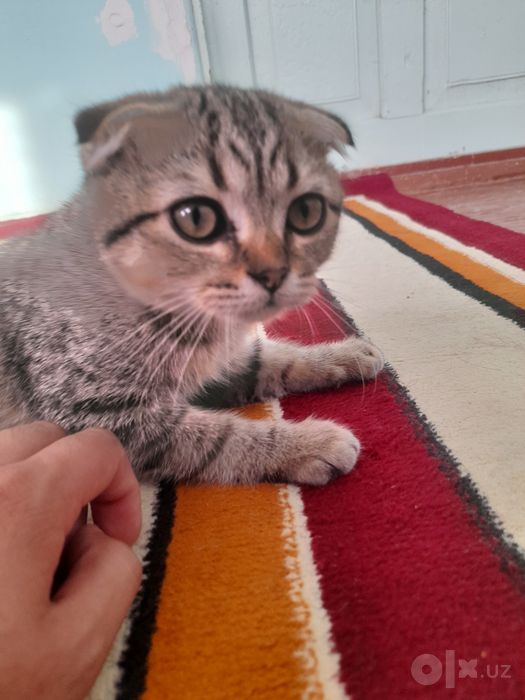 Scottish Fold tozasi, ~4-5 oylik