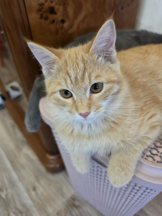 Котята-бесплатно