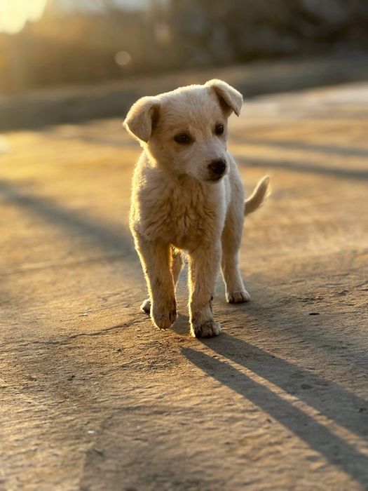 3 ta bir xil It bor bepulga beriladi