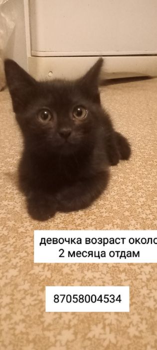 Отдам милых котят