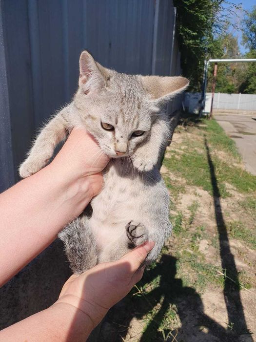 Отдам в добрый руки котят