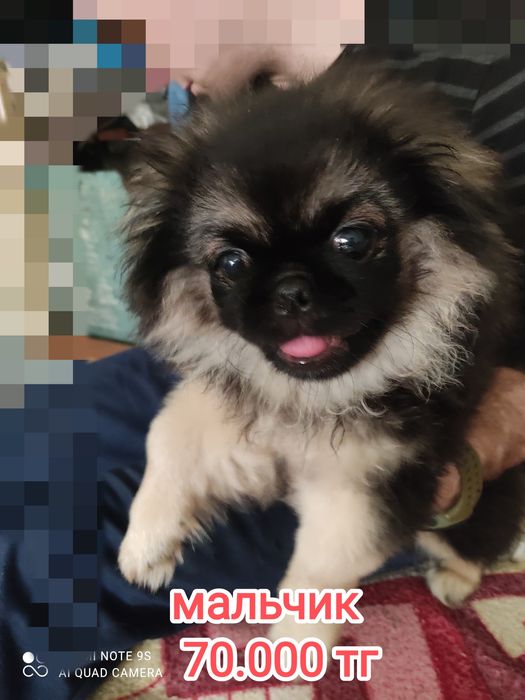 Чистокровные Щенки пекинес