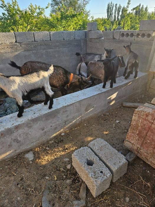 Альпийски теке сатылады 2 жас