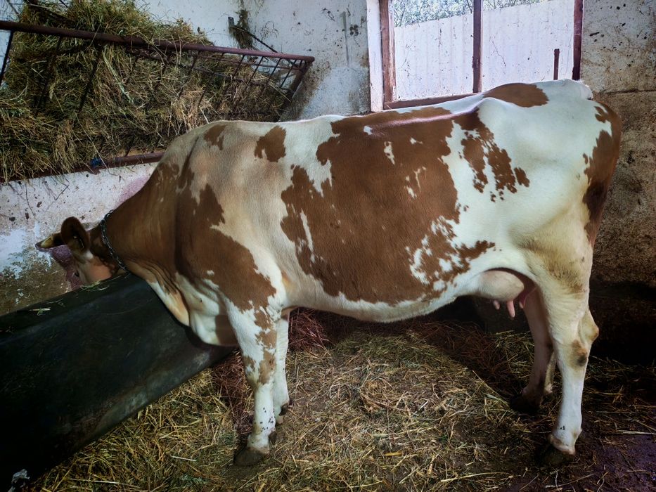 De vânzare vacă tânără din genă bună de lapte!!!